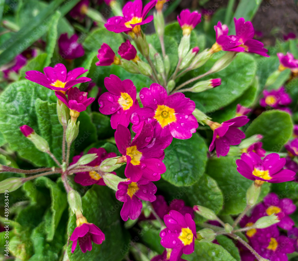 Primrose, Primula Vulgaris, beautiful pink flower, raindrops, close up Primrose, Primula Vulgaris, beautiful pink flower, raindrops, close up