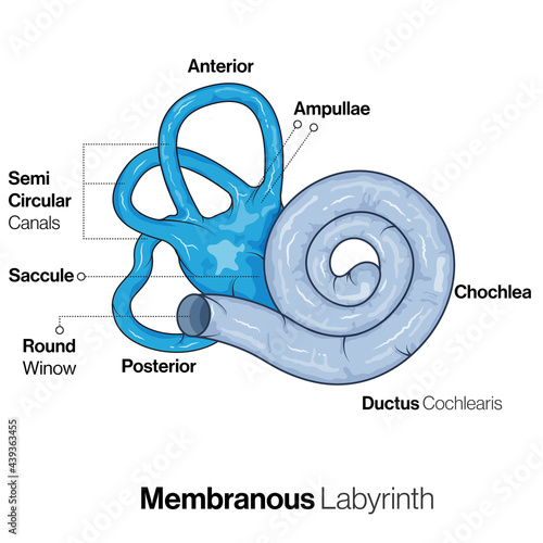 Structure of Membranous labyrinth of Ear. 
