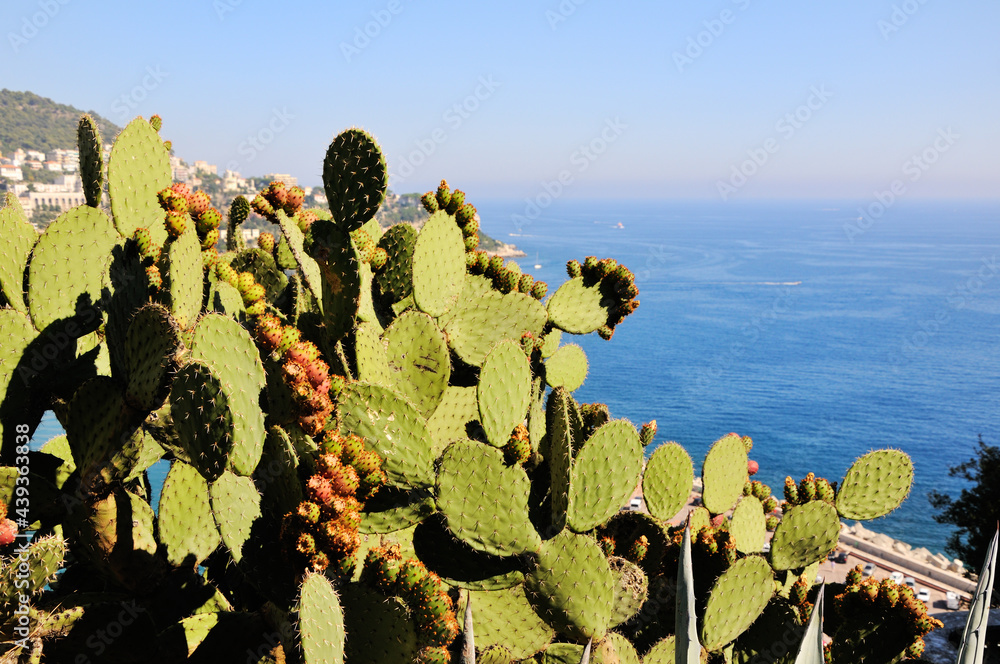 Opuntia ficus-indica (Cactus, Indian fig opuntia, barbary fig, prickly pear) and blue sea on the background.