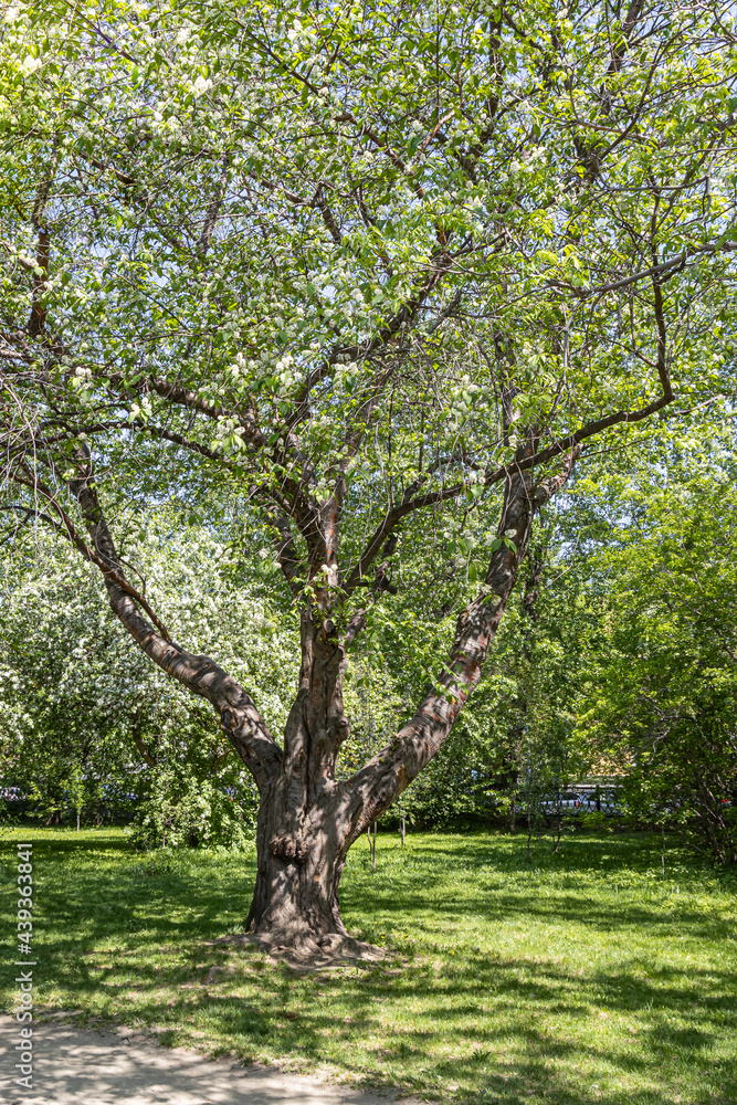 Bird cherry tree or Latin Prunus maackii also Padus maackii with white flowers and green leaves blooms in sunny spring day in the park. Vertical Bird cherry tree or Latin Prunus maackii also Padus maackii with white flowers and green leaves blooms in sunny spring day in the park. Vertical