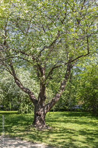 Fototapeta Naklejka Na Ścianę i Meble -  Bird cherry tree or Latin Prunus maackii also Padus maackii with white flowers and green leaves blooms in sunny spring day in the park. Vertical
