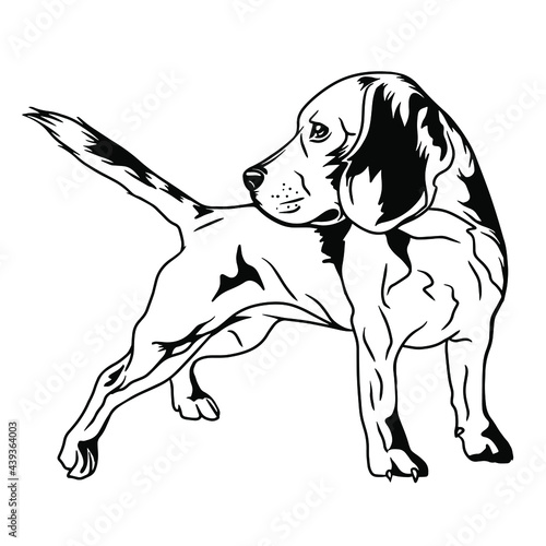 English beagle dog. Vinyl Cutting and Printing File