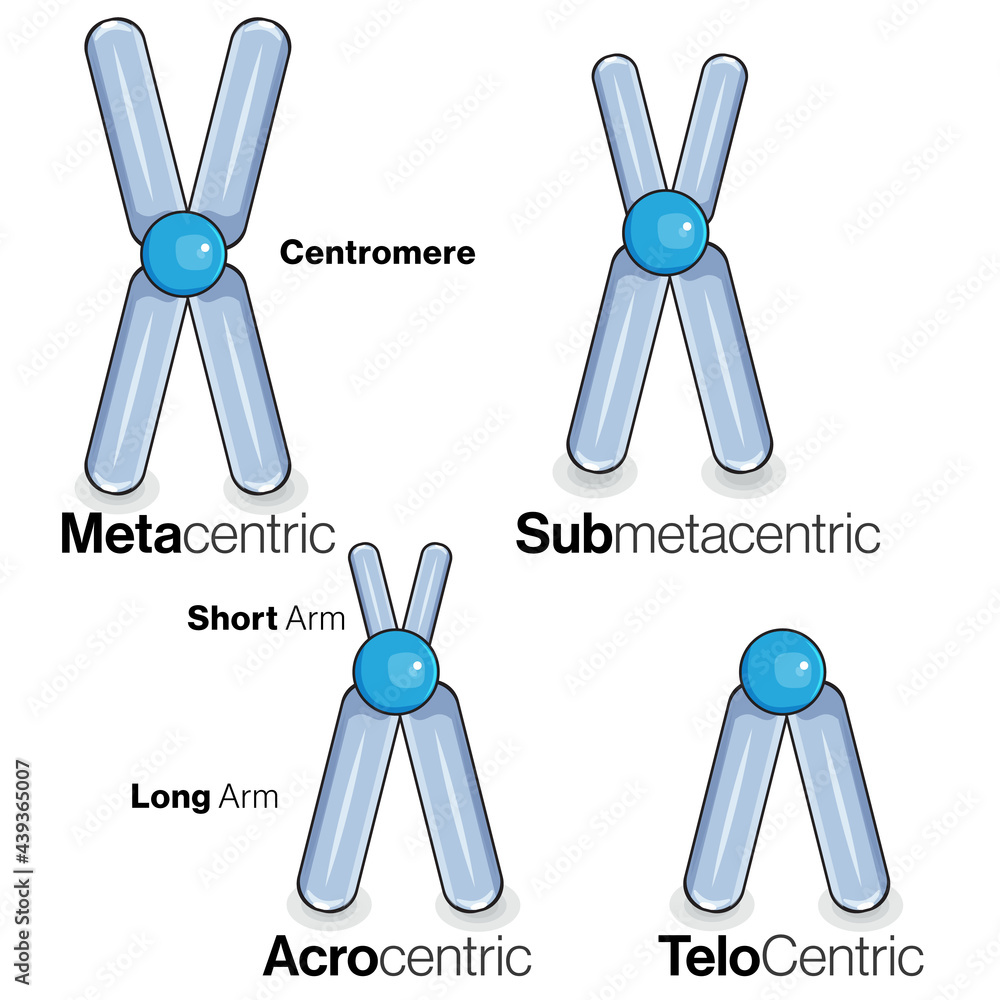 Types of Chromosomes based on centromere position illustration. Stock ...