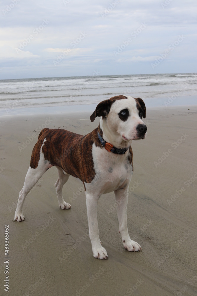 dog on the beach