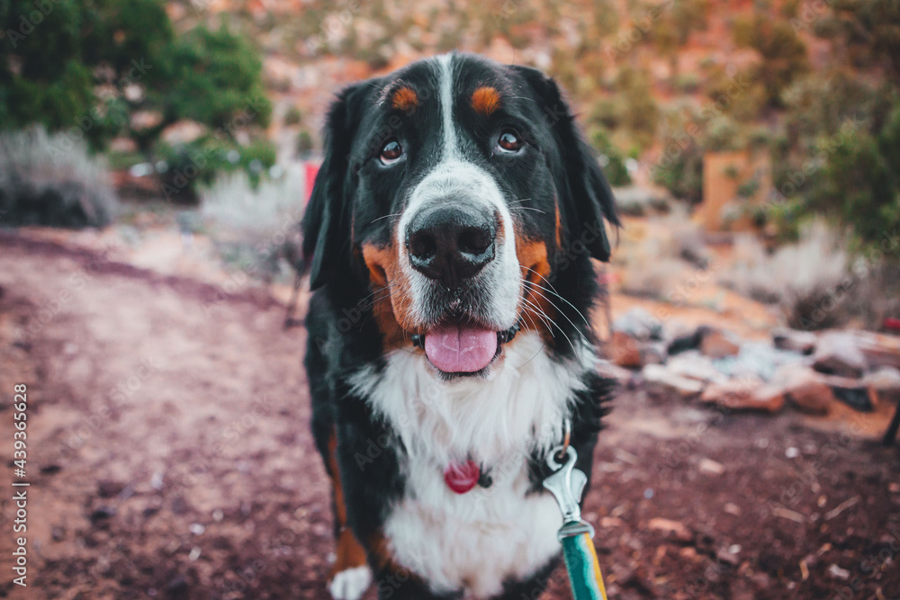 Bernese Mountain Dog At Campground In American Southwest Desert