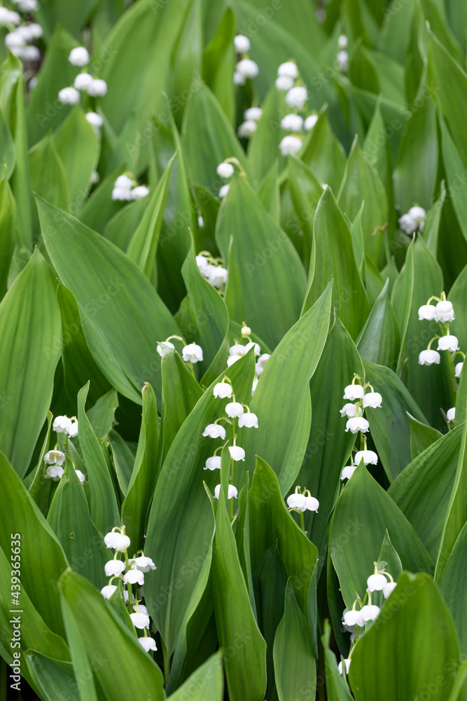Maiglöckchen (Convallaria majalis) im Garten Maiglöckchen (Convallaria majalis) im Garten