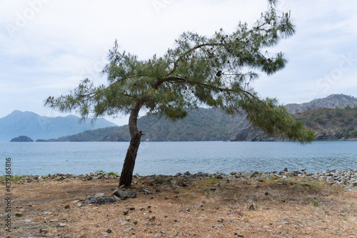 Lycian trail. Hike the Lycian way in Turkey. Alone pine tree near the sea. Single tree near the lake. Place of power