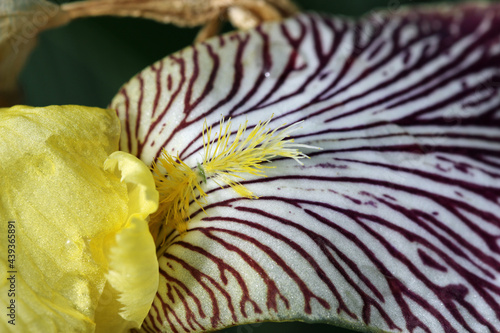 Yellow and crimson bearded iris flower close up photo