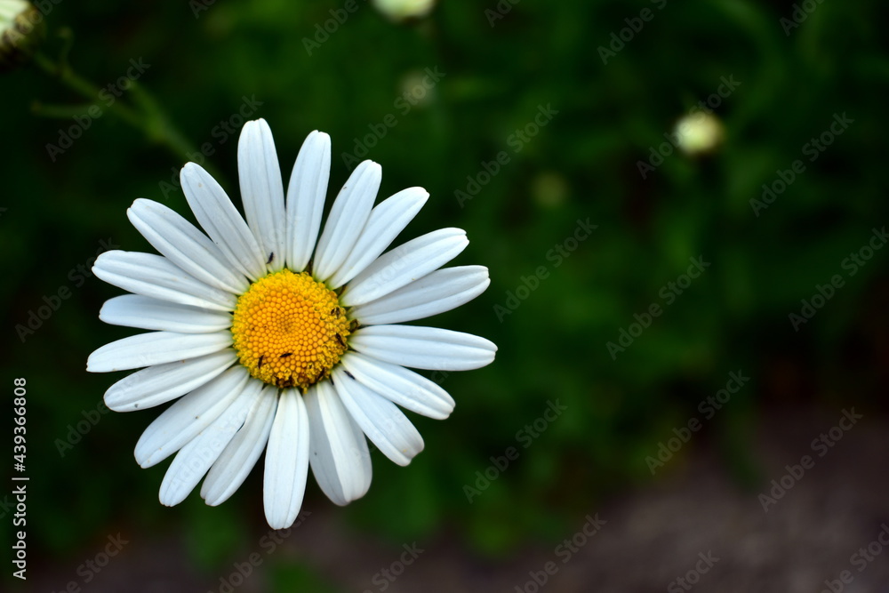 chamomile with small insects in the garden chamomile with small insects in the garden