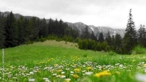 Amazing mountain view with carpet of flowers in spring