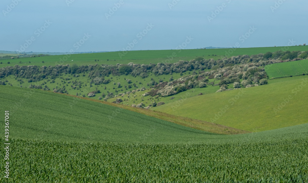 Rolling hills and farmland photographed against a clear blue sky in the South Downs National Park near Ditchling Beacon in East Sussex UK.