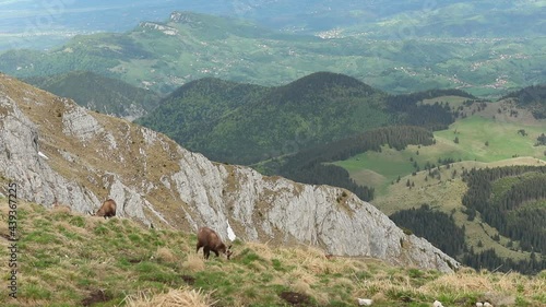 Group of chamoises grazing on high mountain peaks in spring season photo