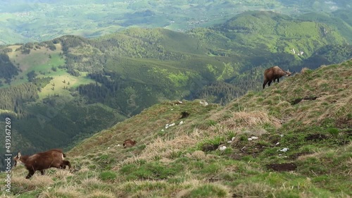 Group of chamoises grazing on high mountain peaks in spring season photo