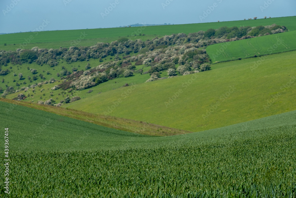 Rolling hills and farmland photographed against a clear blue sky in the South Downs National Park near Ditchling Beacon in East Sussex UK. Rolling hills and farmland photographed against a clear blue sky in the South Downs National Park near Ditchling Beacon in East Sussex UK.