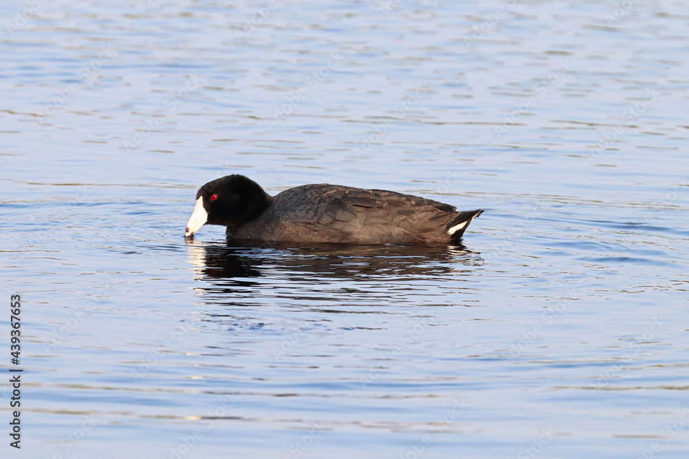 An American Coot duck swimming in water An American Coot duck swimming in water