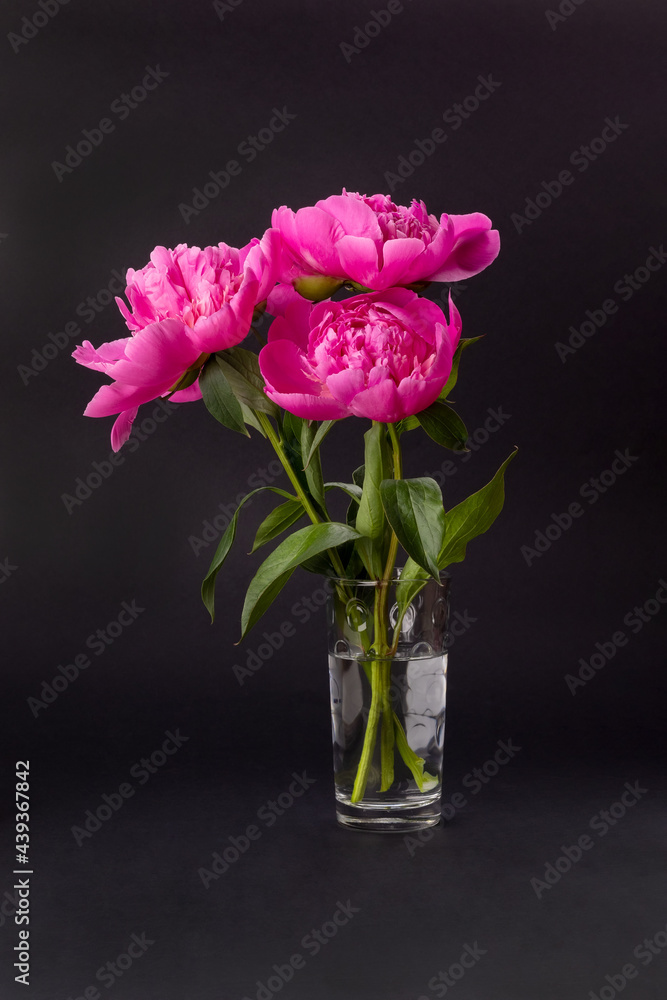 Bouquet of pink peonies in a glass vase on a black background. Floral card design