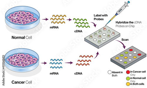 Illustration of Microarray technology process.