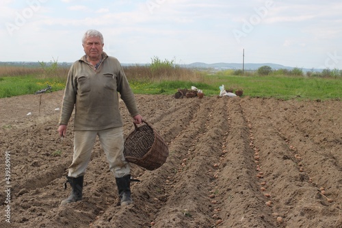 The peasant works in the field. Harvesting potatoes.