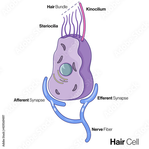 Human hair cell Structure.