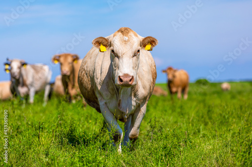 Portrait of a white cow on a meadow