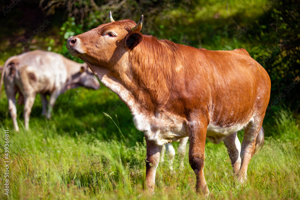 Portrait of a brown cow on a meadow