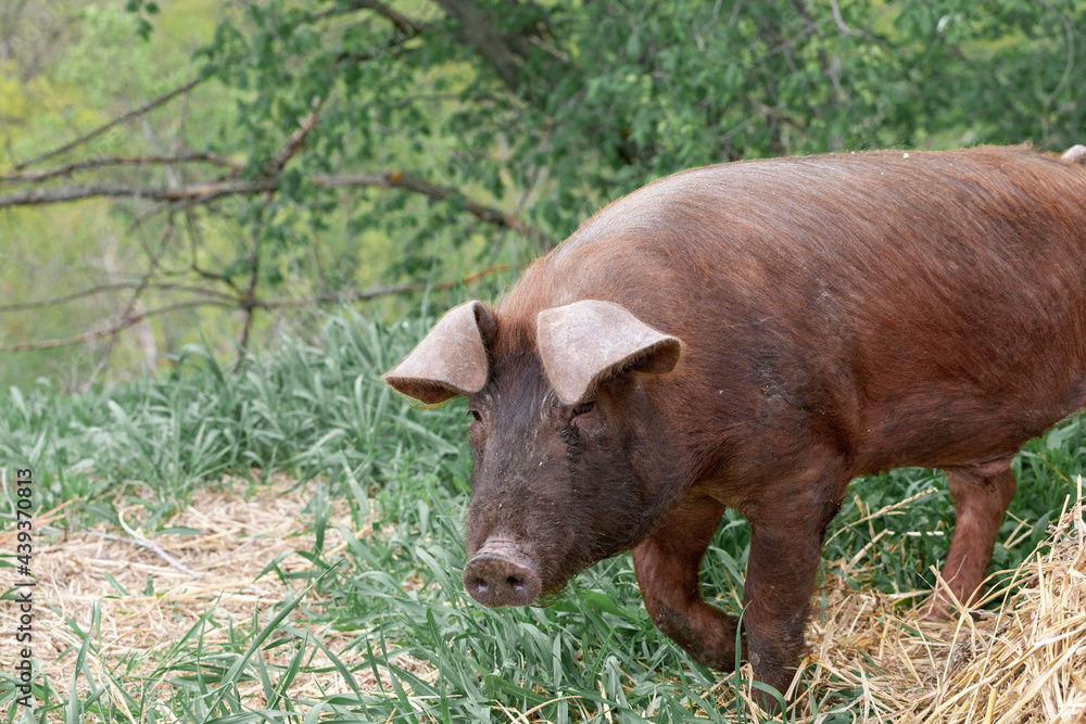piglet with dark brown hair and curled pig tail in a cage eating grass on a pig pork farm piglet with dark brown hair and curled pig tail in a cage eating grass on a pig pork farm