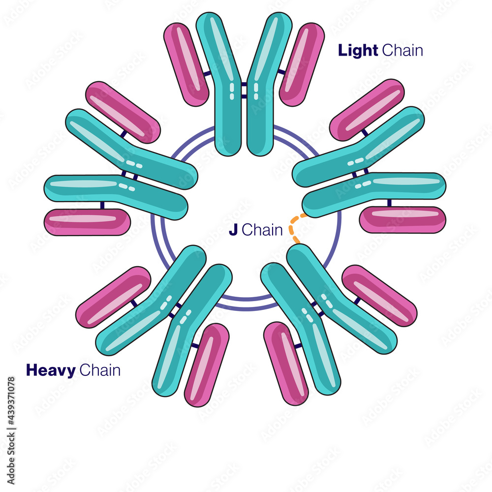 IgM antibody Structure illustration in White background. IgM antibody Structure illustration in White background.