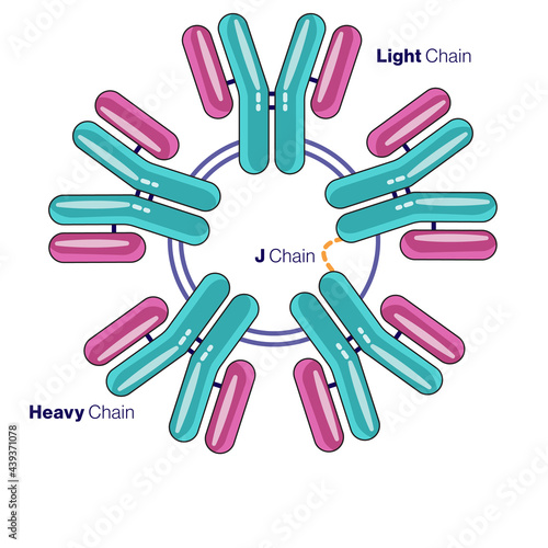IgM antibody Structure illustration in White background.