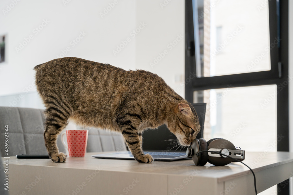 Cute cat standing on top of table in front of laptop at home office Cute cat standing on top of table in front of laptop at home office