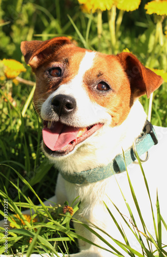 jack russell terrier in the grass