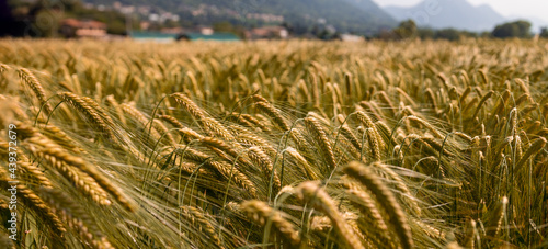 close-up, crop of wheat plants, panorama photo