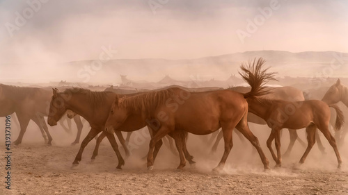 Kayseri  Turkey - August 2017  Horses running and kicking up dust. Yilki horses in Kayseri Turkey are wild horses with no owners