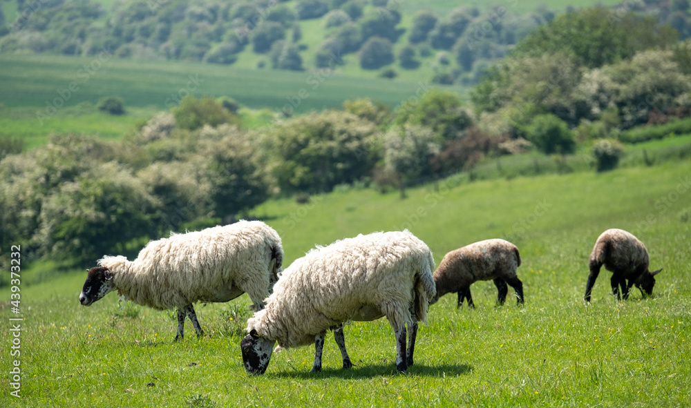 Obraz premium Sheep and lambs grazing on farmland in the South Downs National Park near Ditchling Beacon in East Sussex UK.