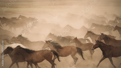 Fototapeta Naklejka Na Ścianę i Meble -  Kayseri, Turkey - August 2017: Horses running and kicking up dust. Yilki horses in Kayseri Turkey are wild horses with no owners