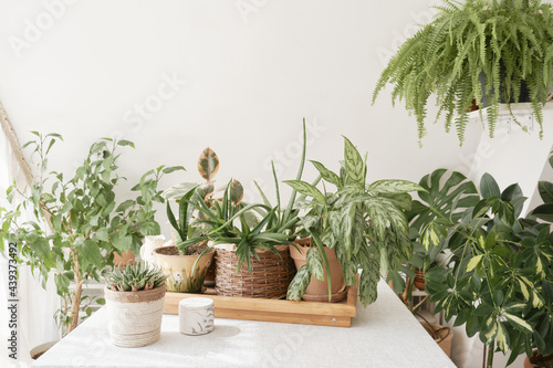 Beautiful indoor green plants growing in different pots. Front view.