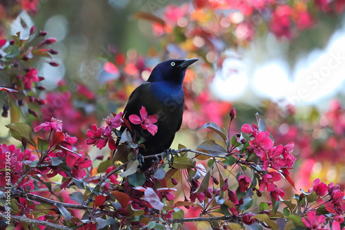 A common grackle sits inbetween pink flower in a tree photo