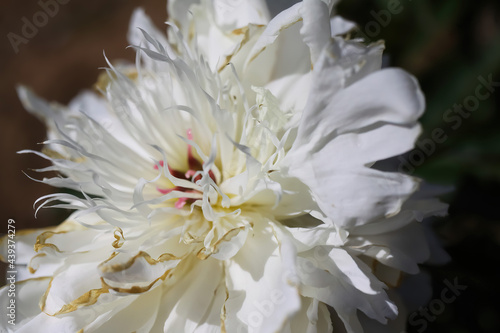 Macro closeup of isolated white peony blossom  paonia suffruticosa  with yellow stamen
