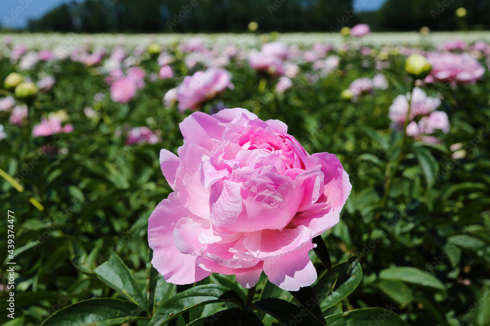 Scenic view on isolated agriculture field with with pink peonies (paeonia suffruticosa) in summer, Netherlands Scenic view on isolated agriculture field with with pink peonies (paeonia suffruticosa) in summer, Netherlands