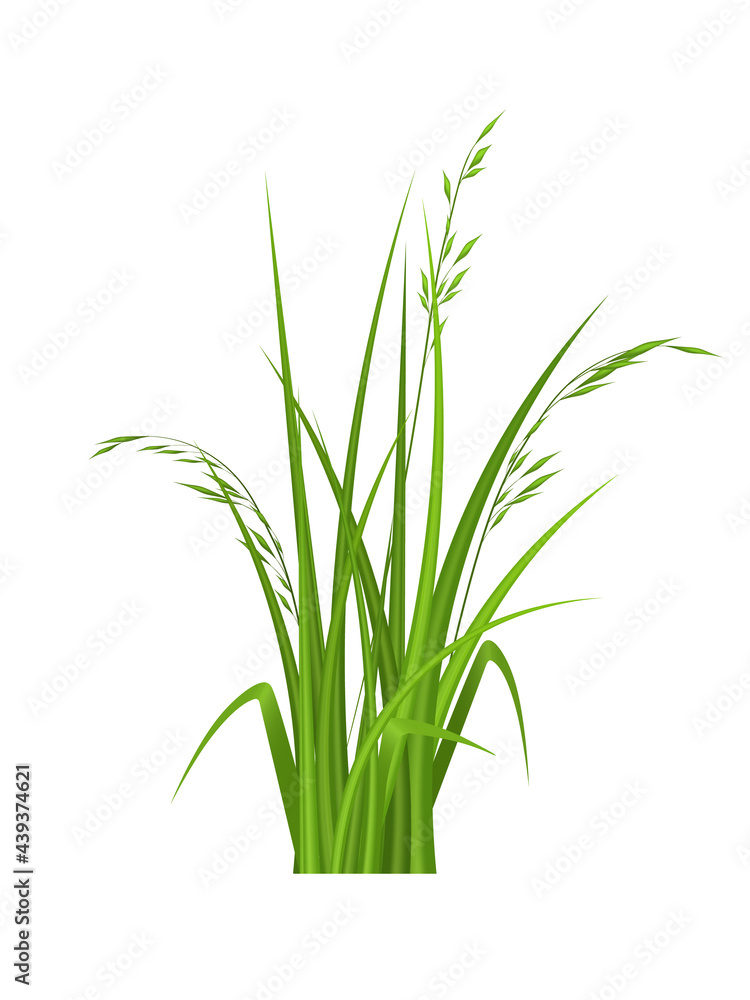 Realistic grass design element. Vector set isolated objects on white Realistic grass design element. Vector set isolated objects on white