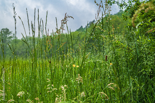 Hohes Gras im Sommer