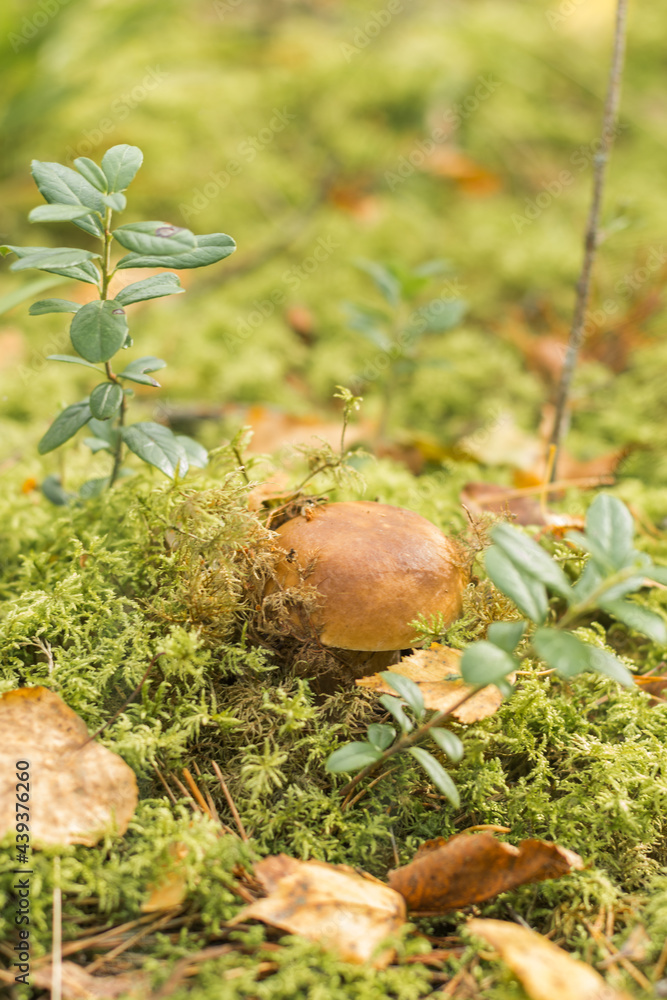 Edible mushroom - boletus (porcini mushroom) hid in the moss in the forest