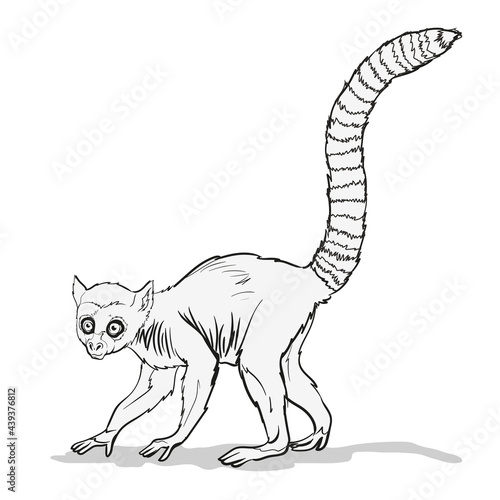 Striped-tailed macaque or lemur with . A monkey animal with a very long tail on branch.Coloring page for children and adults, hand drawn illustration