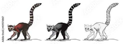 Striped-tailed macaque or lemur with . A monkey animal with a very long tail on branch.Isolated in white background. Color, black and white illustration and outline for coloring. Vector illustration