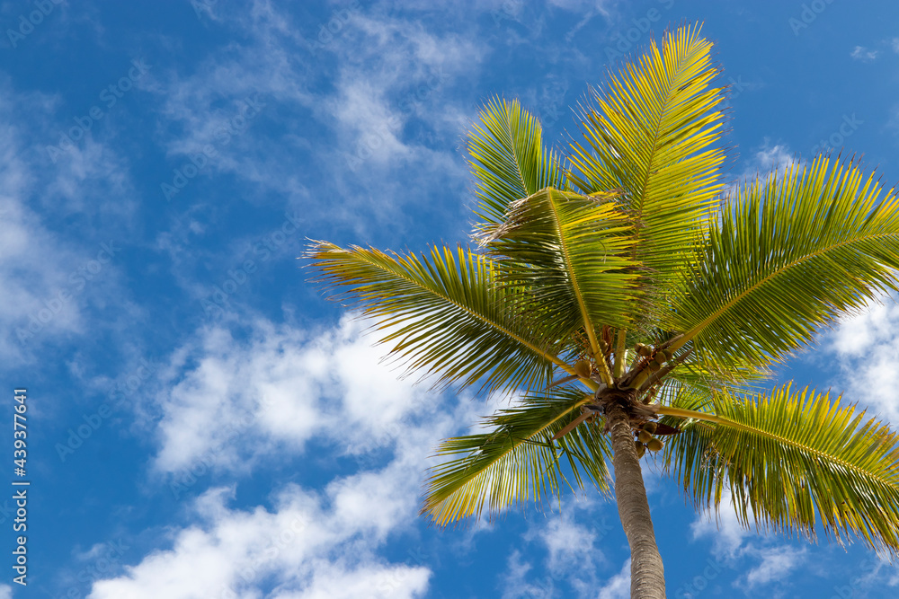 Green palm leaves on sky and clouds background. Tropical paradise banner template. Green palm leaves on sky and clouds background. Tropical paradise banner template.