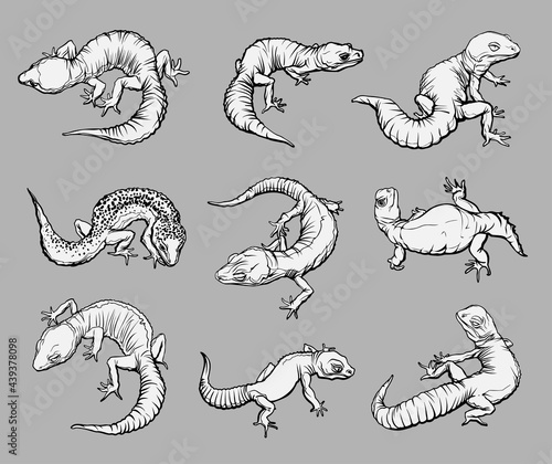 Fototapeta Naklejka Na Ścianę i Meble -  Set with geblephars, reptile lizard animals. Collection with different rare morph of geblephars. Hand drawn illustration. Black and white. Wild nature. Isolated