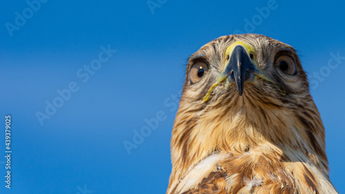 Low angle view of a hawk head and upper body.