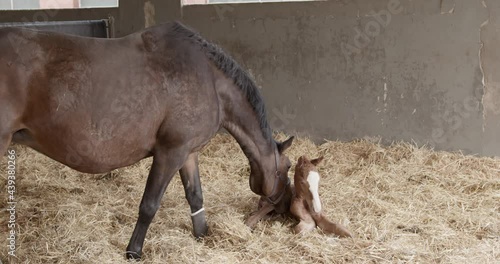 brown horse mother welcomes freshly born foal lying in straw photo