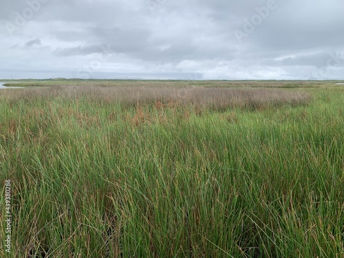 grass and sky