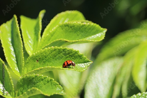 Coccinelle