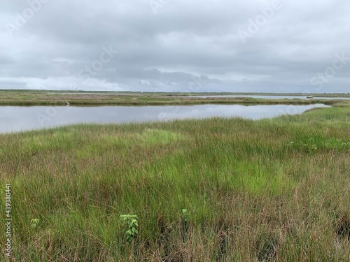 grass on the shore